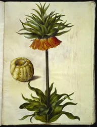 Fritillaria imperialis (keizerskroon)