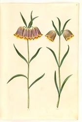 Fritillaria meleagris (kievitsbloem)