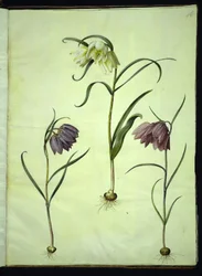 Fritillaria meleagris (gewone kievitsbloem)