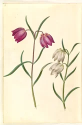 Fritillaria meleagris (gewone kievitsbloem)