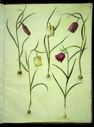 Fritillaria meleagris (gewone kievitsbloem)
