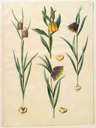 Fritillaria meleagris; Fritullaria lutea eller Fritullaria latifolia var lutea; Fritillaria pyrenaica