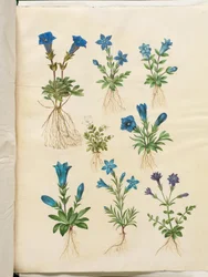 Gentiana acaulis (stengelloze gentiaan); Gentiana verna (voorjaarsgentiaan); Gentiana acaulis (stengelloze gentiaan); Gentiana (soort gentiaan)
