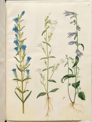 Gentiana pneumonanthe (klokjesgentiaan); Campanula patula (weideklokje); Campanula rapunculoides (rapunzelklokje)