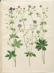 Geranium phaeum (golvende ooievaarsbek); Geranium sylvaticum (bos-ooievaarsbek)