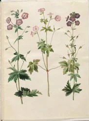Geranium phaeum (golvende ooievaarsbek); Geranium versicolor (net-ooievaarsbek)