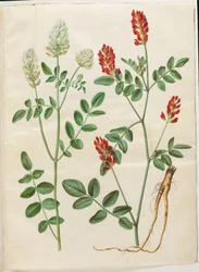 Hedysarum coronarium (rode hanenklaver)