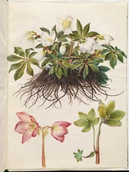 Helleborus niger (gewone kerstroos)
