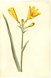 Hemerocallis lilioasphodelus (gele daglelie)