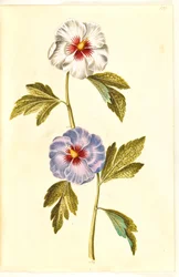 Hibiscus syriacus