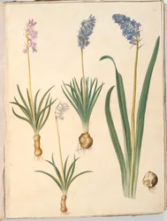 Hyacinthoides non-scripta (gewone boshyacint); Hyacinthoides hispanica (Spaanse boshyacint)