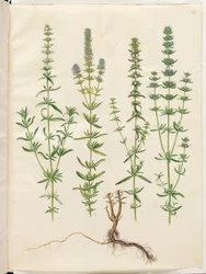Hyssopus officinalis (echte hyssop)