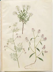 Iberis sempervirens (scheefbloem); Coriandrum sativum (koriander); Iberis amara (bittere scheefbloem)