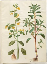 Impatiens noli-tangere (springbalsemien); Impatiens balsamina (tuinbalsemien)