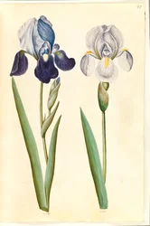 Iris ×germanica of Iris ×sambucina (?) (tuin-iris of vlier-iris); Iris ×germanica (tuin-iris)