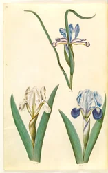 Iris graminea (grasbladige iris); Iris lutescens of Iris pumila (?) (dwerg-iris of lage iris)