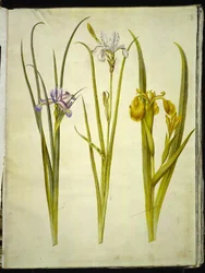 Iris graminea; Iris sibirica; Iris pseudacorus