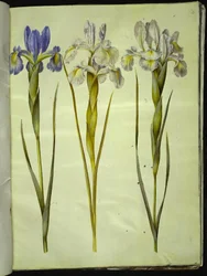 Iris latifolia (Engelse iris)