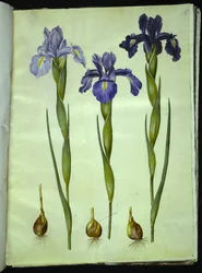 Iris latifolia (Engelse iris)
