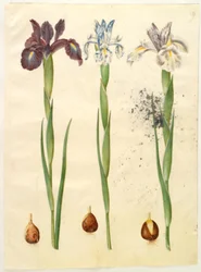 Iris latifolia (Engelse iris)