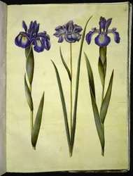 Iris latifolia (Engelse iris); Iris sibirica (Siberische iris)
