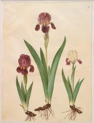 Iris ×lurida (iris-hybride)