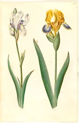 Iris pallida (bleke iris); Iris variegata (bonte iris)