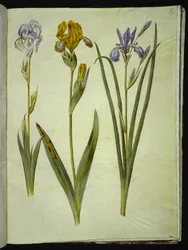 Iris pallida; Iris variegata; Iris sibirica