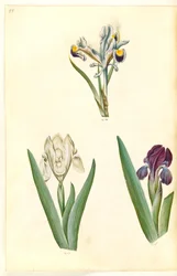 Iris persica (Perzische iris); Iris lutescens of Iris pumila (?) (dwergiris of lage iris)