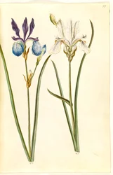 Iris sibirica (Siberische iris)