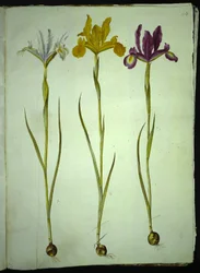 Iris xiphium (Spaanse iris)