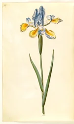 Iris xiphium (Spaanse iris)