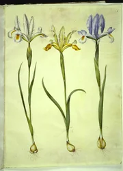 Iris xiphium (Spaanse iris) of Iris latifolia (Engelse iris); Iris xiphium (Spaanse iris)