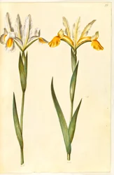 Iris xiphium, evt. Iris latifolia (?) (Spaanse iris of Engelse iris)