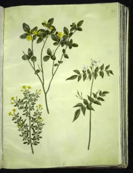 Jasminum odoratissimum (kamerjasmijn); Jasminum fruticans (struikjasmijn); Jasminum grandiflorum (geurjasmijn)