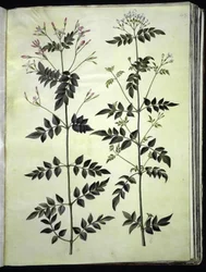 Jasminum officinale (medicinale jasmijn)