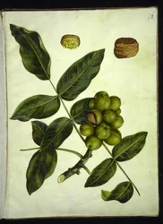 Juglans regia (gewone walnoot)