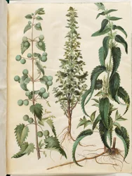 Kksgb2950/65 Urtica pilulifera (Romeinse brandnetel); Urtica urens (kleine brandnetel); Urtica dioica (grote brandnetel)