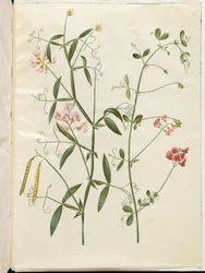 Lathyrus sylvestris (bos-lathyrus); Lathyrus tuberosus (knol-lathyrus)