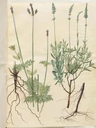 Lavandula multifida (aks-lavendel); Lavandula angustifolia (echte lavendel)