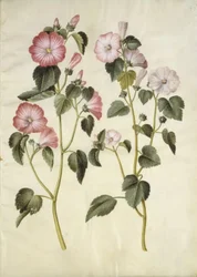 Lavatera trimestris (mamelukerem)