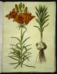 Lilium bulbiferum (brandlelie)