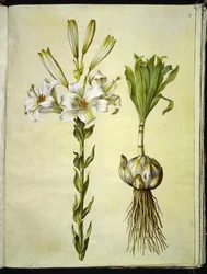 Lilium candidum (madonnalelie)