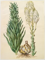 Lelie candidum monstrosum
