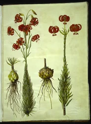 Lilium chalcedonicum (rode turbanlelie)