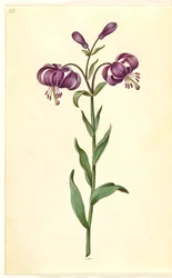 Lilium martagon (kranslelie)