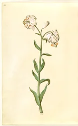 Lilium martagon (kranslelie)