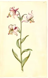 Lilium martagon (kranslelie)