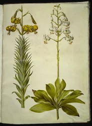 Lilium pyrenaicum (Pyrenese lelie); Lilium martagon (kranslelie)