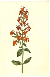 Lobelia cardinalis (kardinaalslobelia)